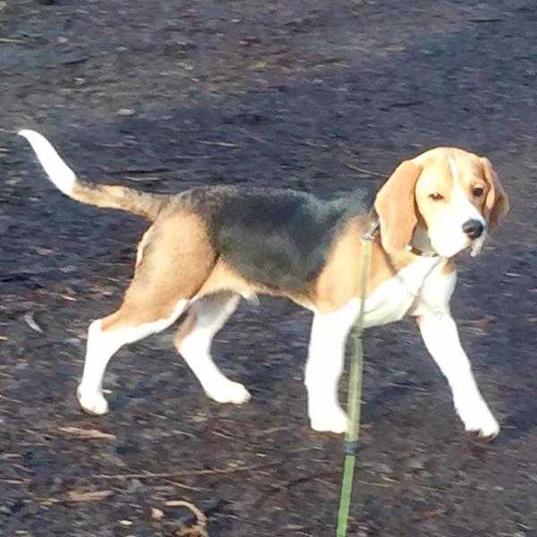 Beagle Male 5 months old