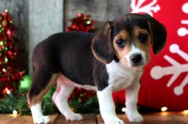 beagle puppes for sale