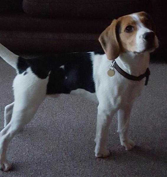 Beagle Tri Color 18mths Loving Playful - Needs GOOD Home 350ono