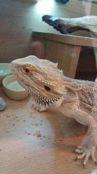 Bearded Dragon and 4ft Vivarium with Thermostat and Heat Lamp