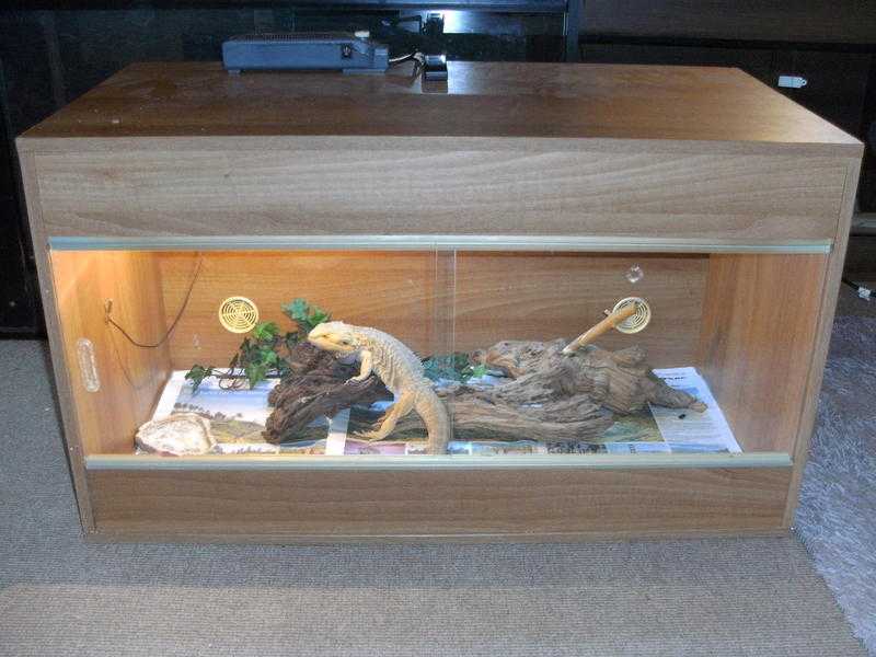 bearded dragon and full set up vivarium