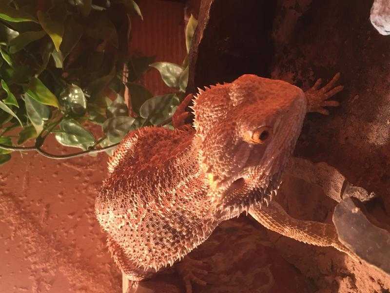 Bearded dragon for sale