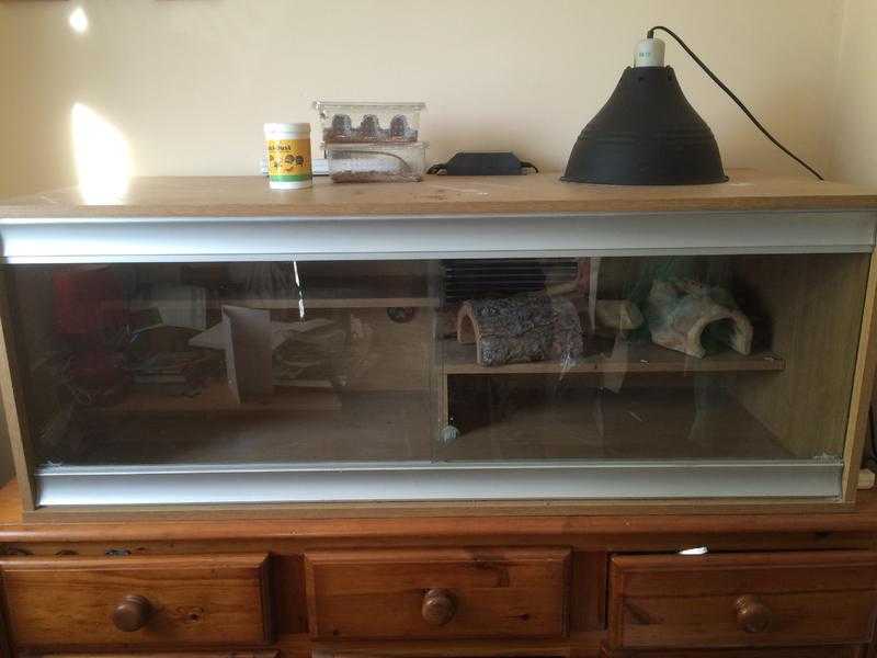 Bearded Dragon Vivarium