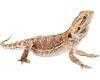 Bearded Dragons for sale