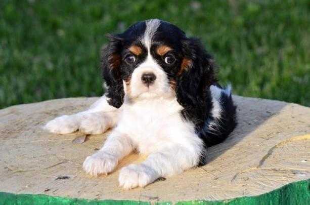 Beauitful cavalier king charles ready puppies ready now for sale