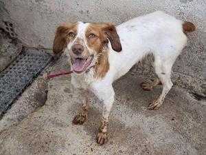 Beautiful 2yr old Brittany girl (spanish rescue)