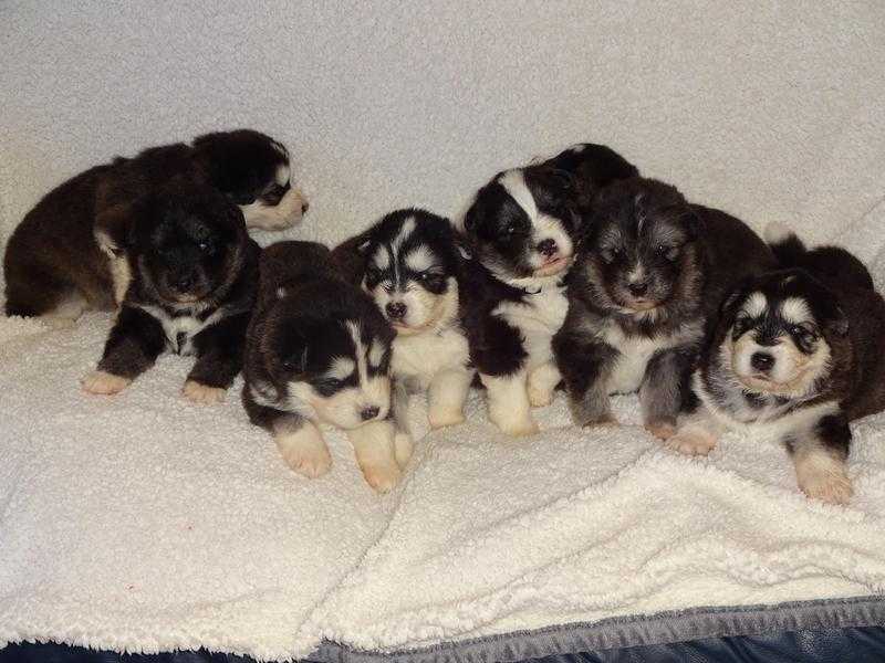 Beautiful 3 week old Rare Alaskan Malamute X Samoyed