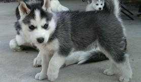 Beautiful 5 happy Siberian husky cubs ready now for re home