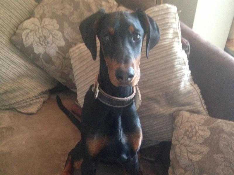 Beautiful 6 month Doberman female