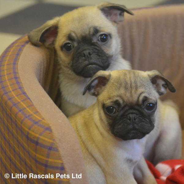 Beautiful 78 Pug babies