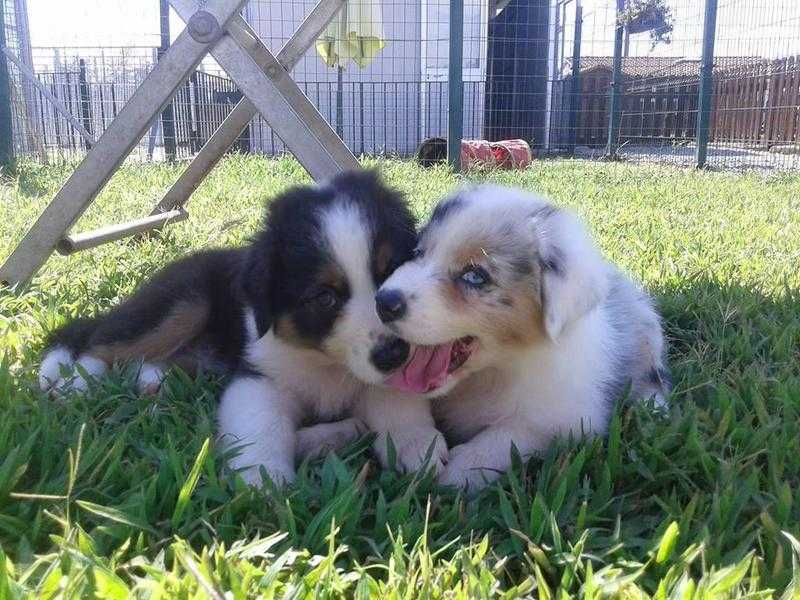 Beautiful and Awesome Australian Shepherd puppies for sale