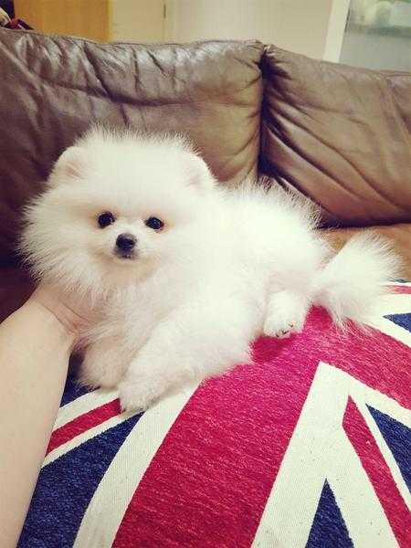 Beautiful and extremely cute teddy bear white teacup Pomeranian boy