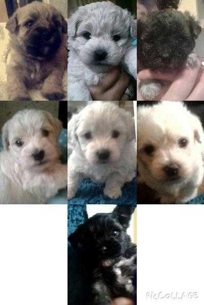 Beautiful and Fluffy Schion Puppies For Sale