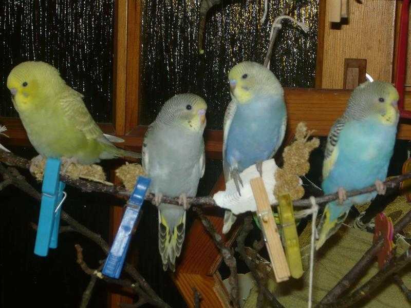 Beautiful baby budgies