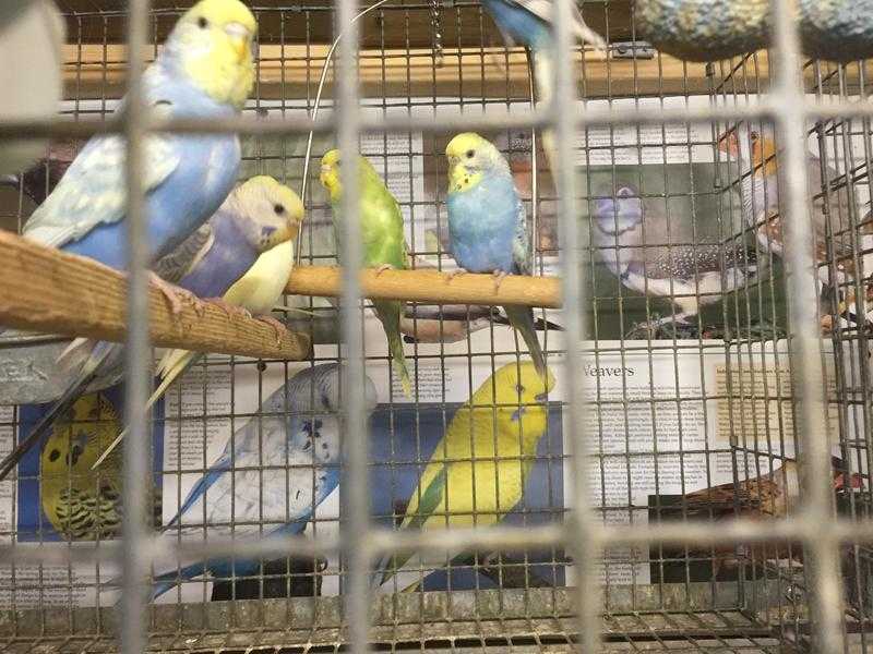 Beautiful baby budgies for sale