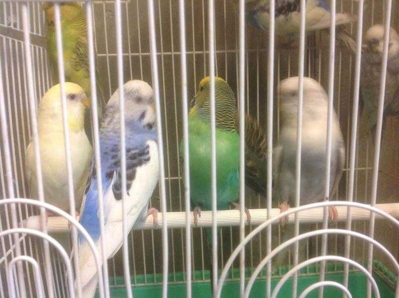 Beautiful baby budgies for sale