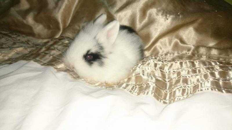 Beautiful baby mini lop rabbit