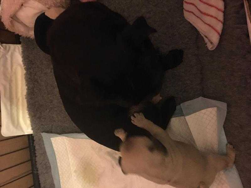 Beautiful baby pug for sale chunky girl