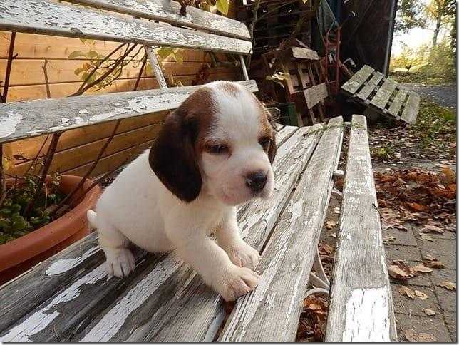Beautiful Beagle Pups