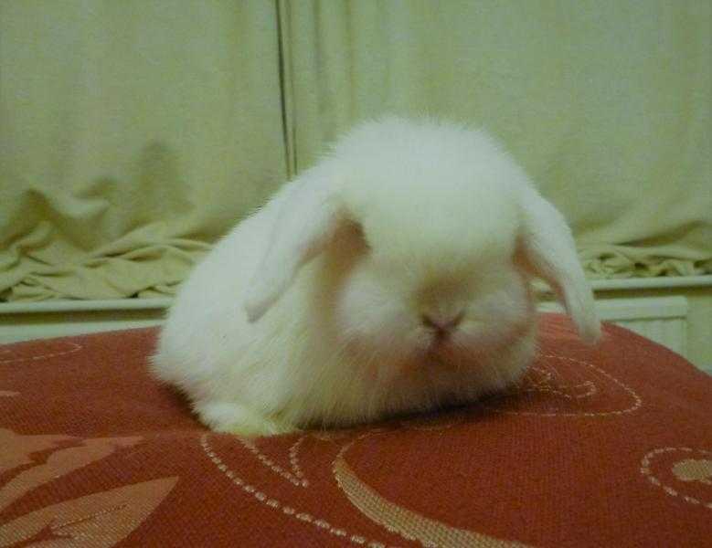 Beautiful BEW (white) minilop bunny - FOR SALE - Only 1 left