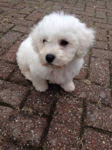 Beautiful Bichon Female Puppies