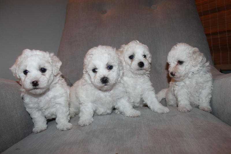 Beautiful Bichon Frise Puppies ready -midend Feb