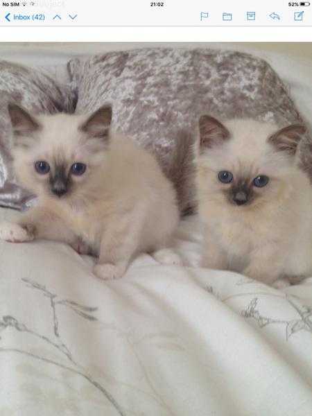 Beautiful Birman kittens