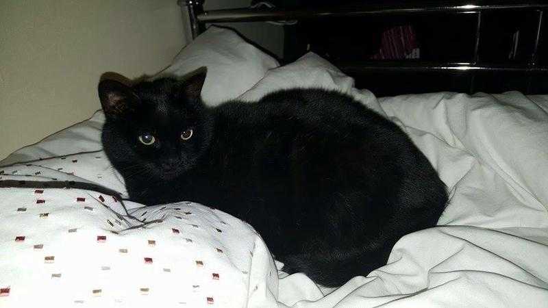 Beautiful black female cat. Seven years old and free to loving home.