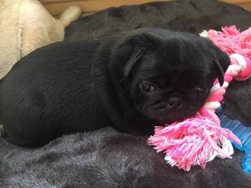 BEAUTIFUL BLACK FEMALE PUG PUPPY FOR SALE