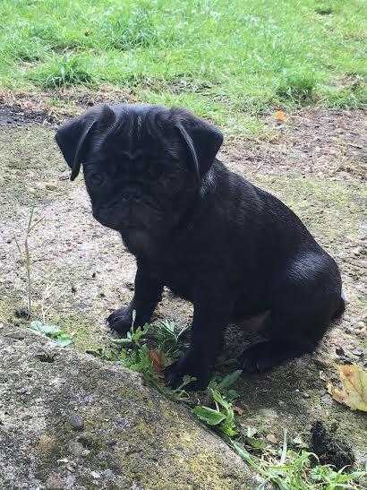 BEAUTIFUL BLACK FEMALE PUG PUPPY FOR SALE