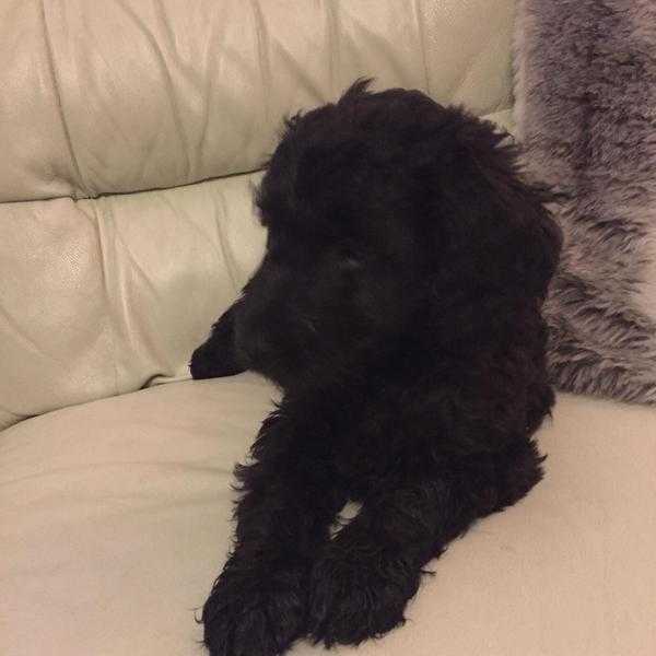 Beautiful black labradoodles for sale