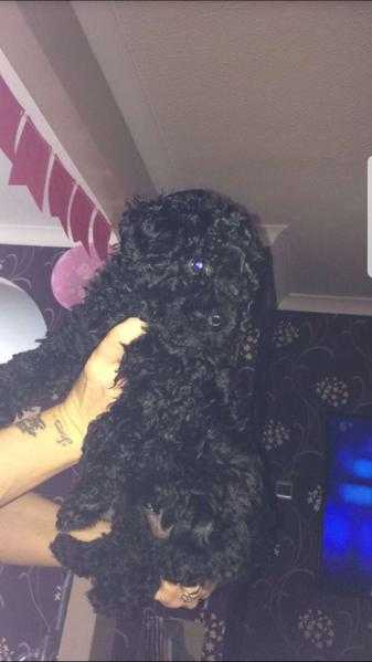 Beautiful black minature poodle girl for sale