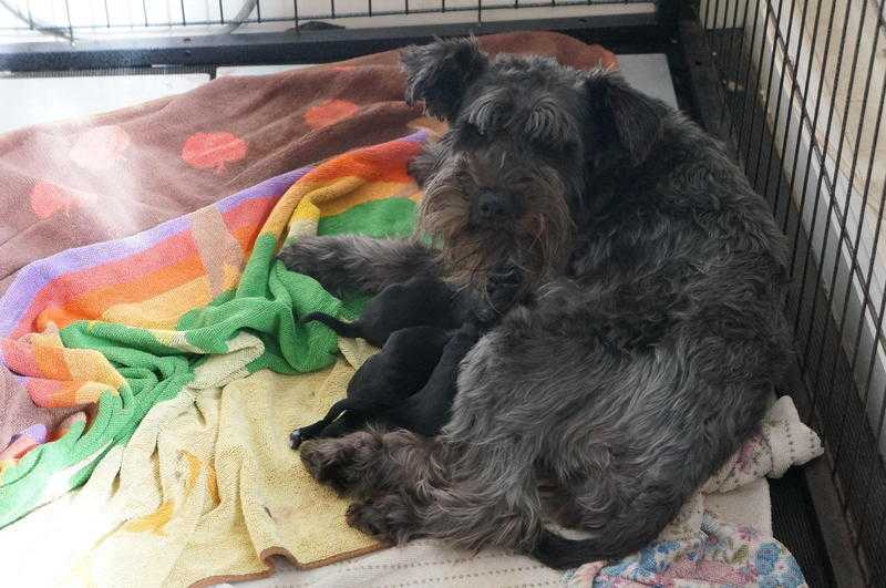 Beautiful black miniature schnauzers