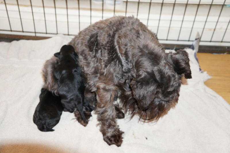 Beautiful black miniature schnauzers