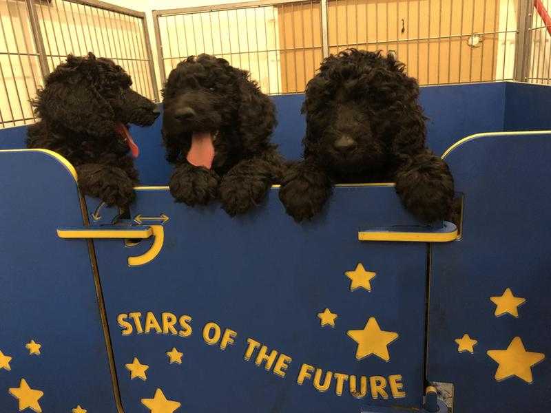 Beautiful Black Standard Poodle Puppies