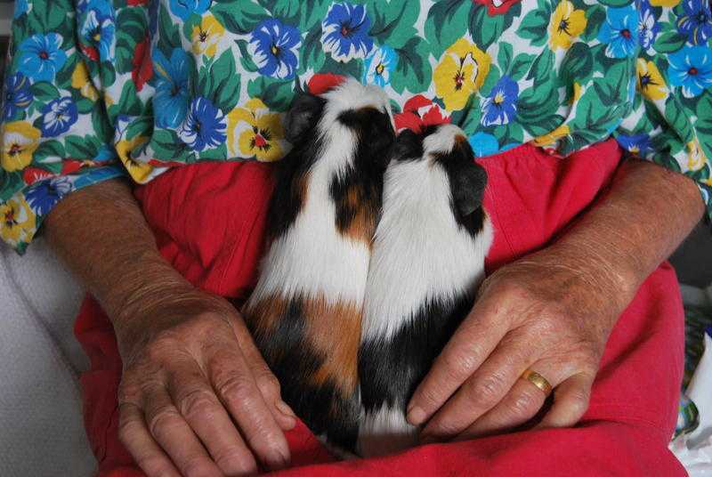 Beautiful Black White and Brown Abyssinian Guinea Pigs