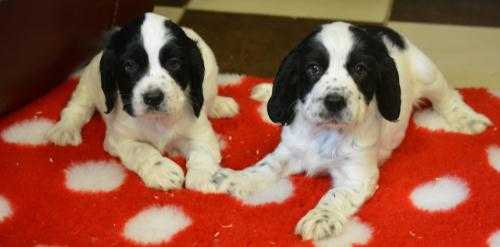 Beautiful black  white Cocker Spaniels