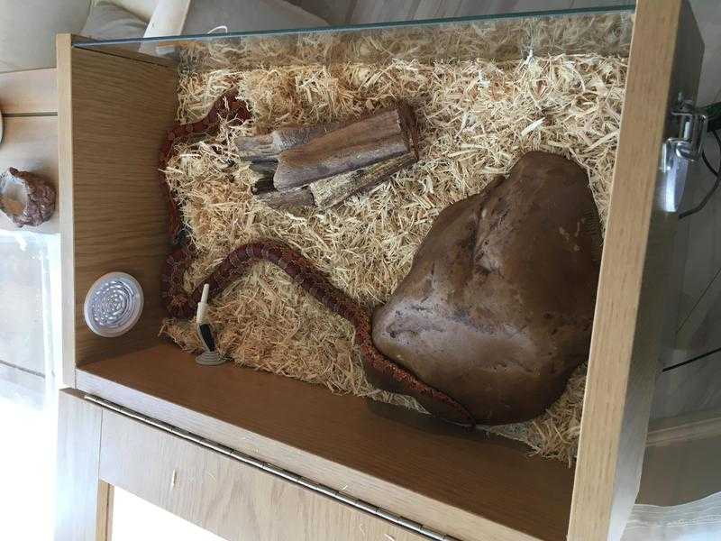 Beautiful Blood Red Corn Snake with Vivarium