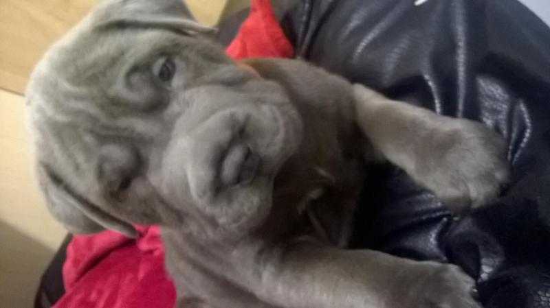 beautiful blue eyed blue sharpei pup 7 weeks old