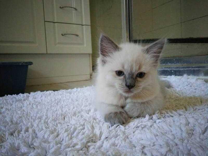 Beautiful Blue eyed Ragdoll kittens, ready to go now