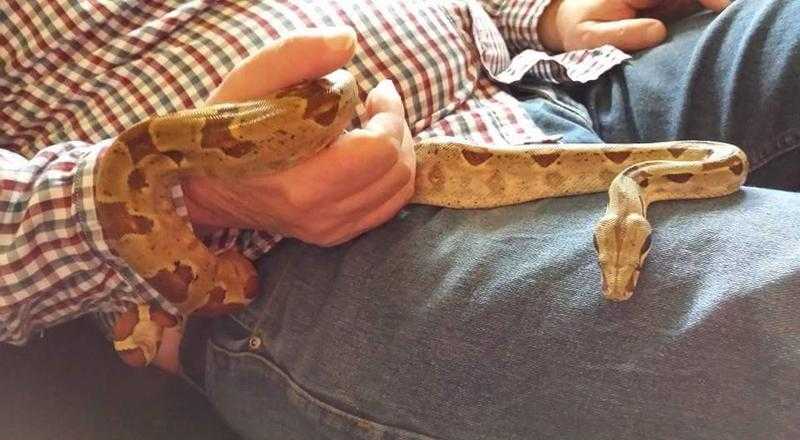 Beautiful Boa Constrictor with Albino Gene Comes with Full Set-Up  ONLY 99