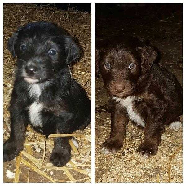 Beautiful Border doodle pupps