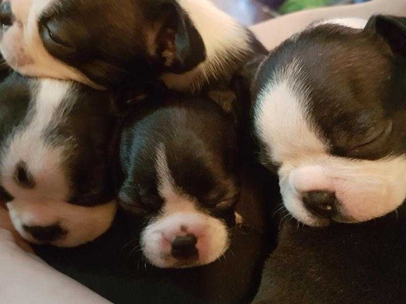 Beautiful Boston Terrier puppies
