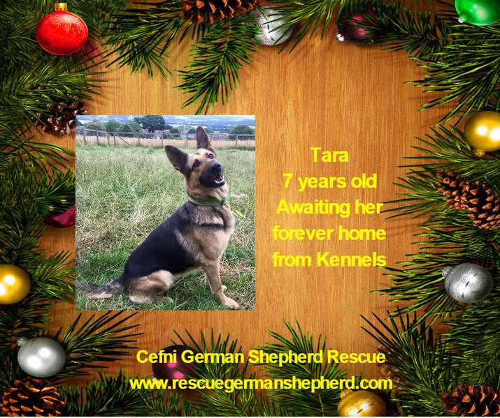Beautiful Brave Tara 7years old waiting for her forever home - German Shepherd bitch
