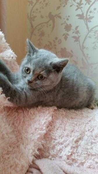 Beautiful British shorthair kitten