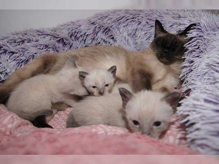Beautiful british shorthair kittens
