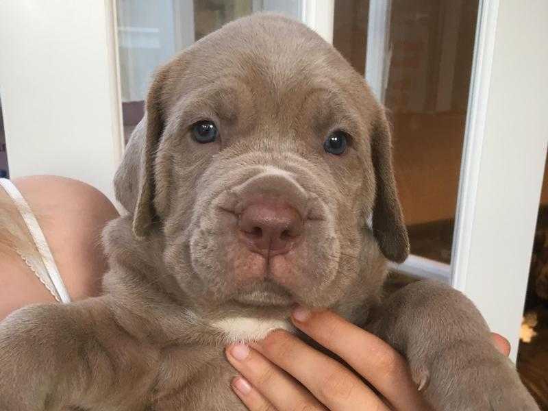 Beautiful Cane Corso x Ultimate Mastiff puppies for sale ( rare colours)