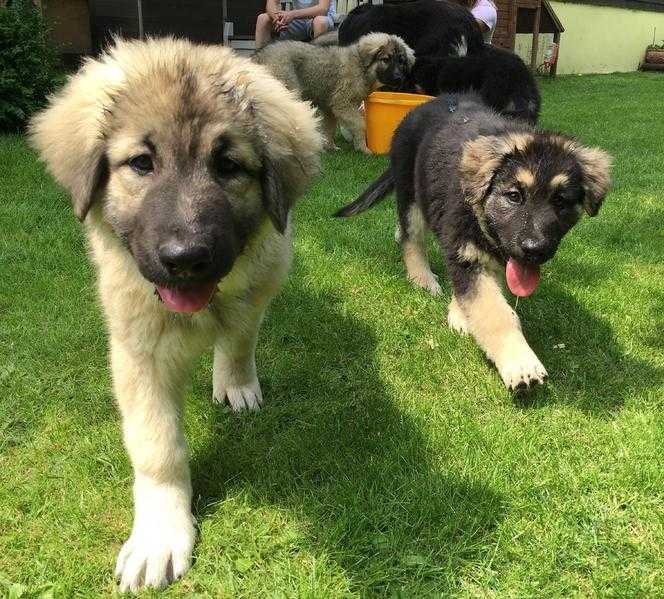 Beautiful Caucasian Shepherd Puppies - Ovcharka - Russian Bear Dog  Caucasian Mountain Dog