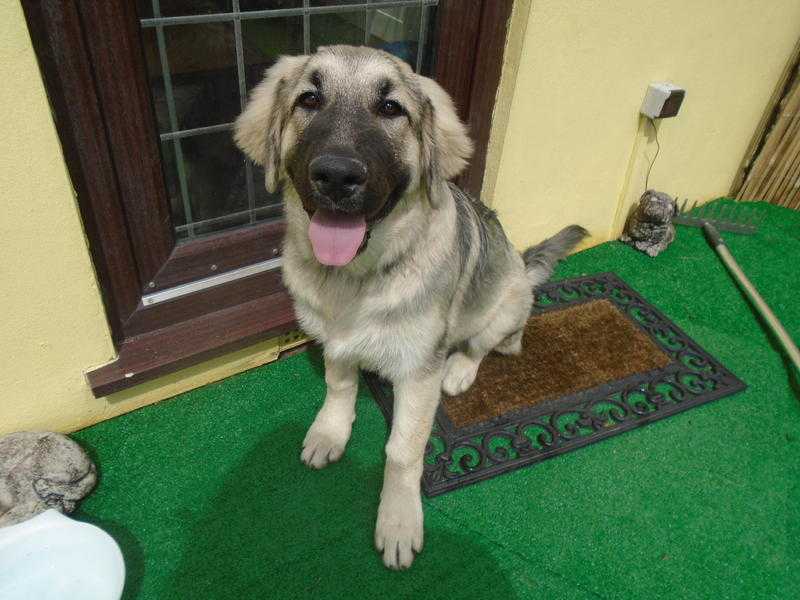 Beautiful Caucasian Shepherd Puppy - Ovcharka - Russian Bear Dog  Caucasian Mountain Dog