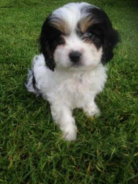 Beautiful Cavachon Puppies for sale